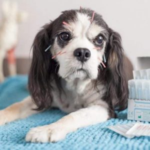 Alternative Medical Practices for Canines